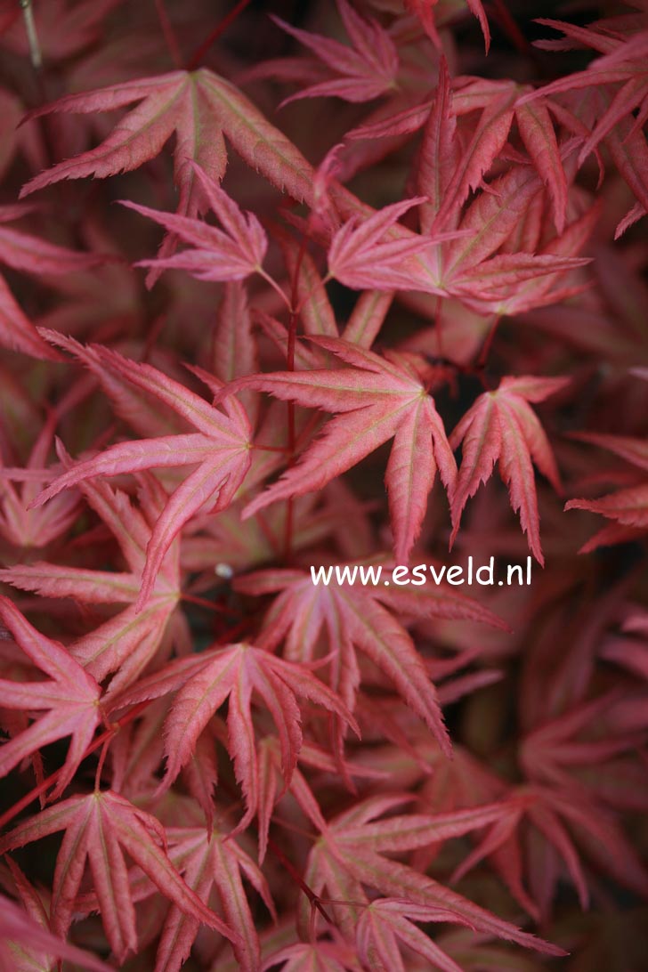 Acer palmatum 'Naniwa-beni'