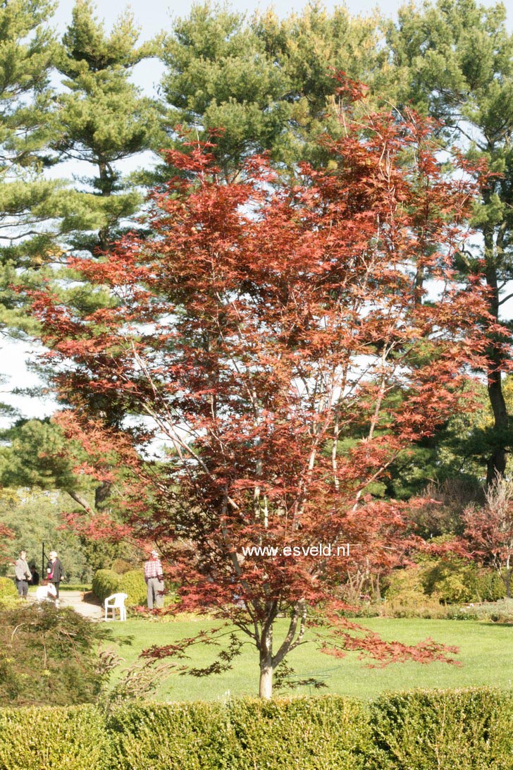 Acer palmatum 'Nure-sagi'