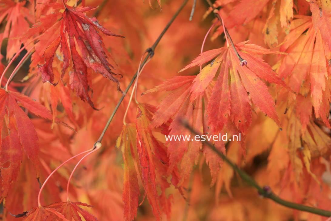 Acer palmatum 'Omura-yama