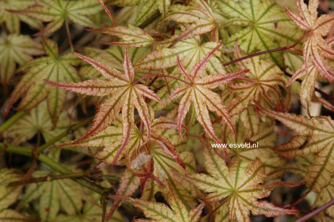Acer palmatum 'Peaches and Cream'