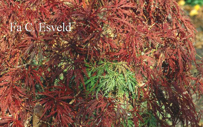 Acer palmatum 'Red Autumn Lace'