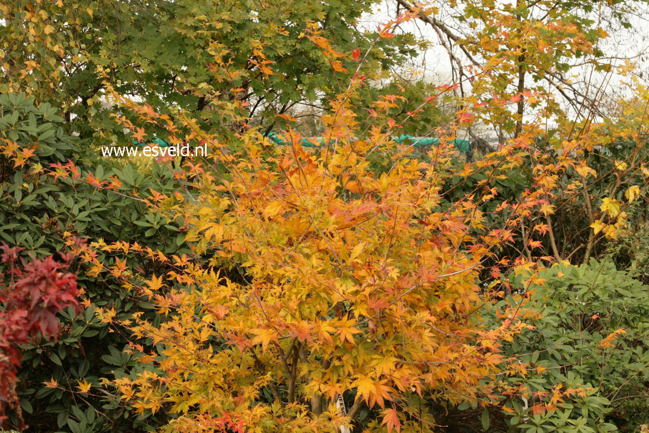Acer palmatum 'Rufescens'
