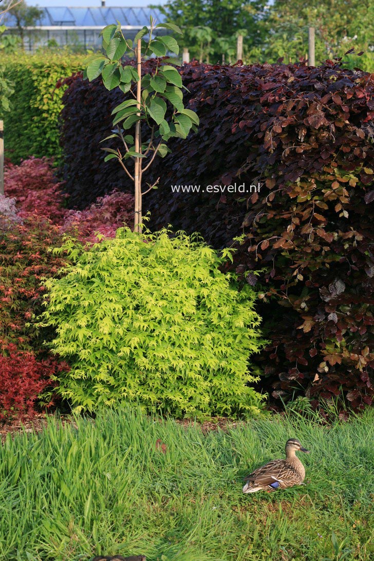 Acer palmatum 'Shidava Gold'