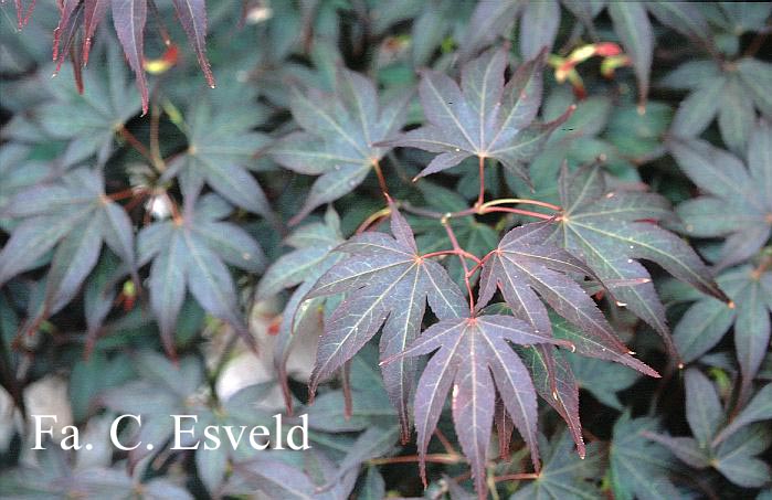Acer palmatum 'Shishighosan'