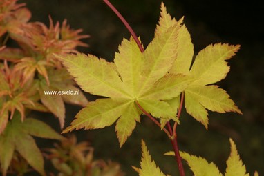 Acer palmatum 'Summer Gold'