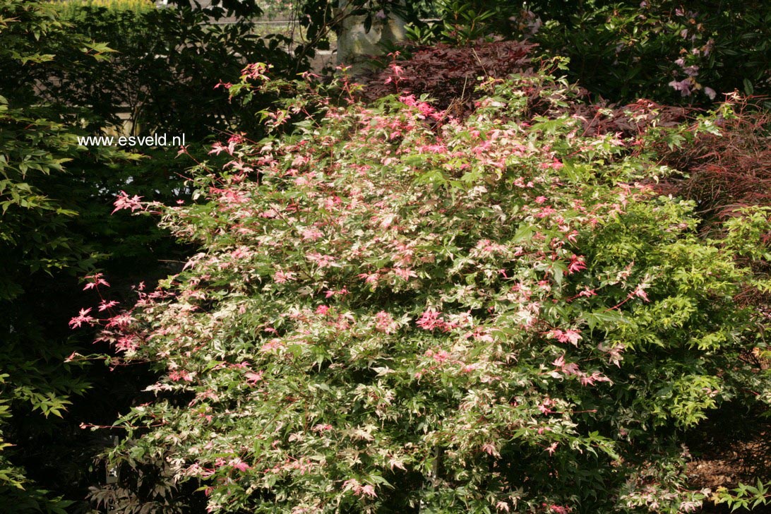 Acer palmatum 'Taiyoh-nishiki'