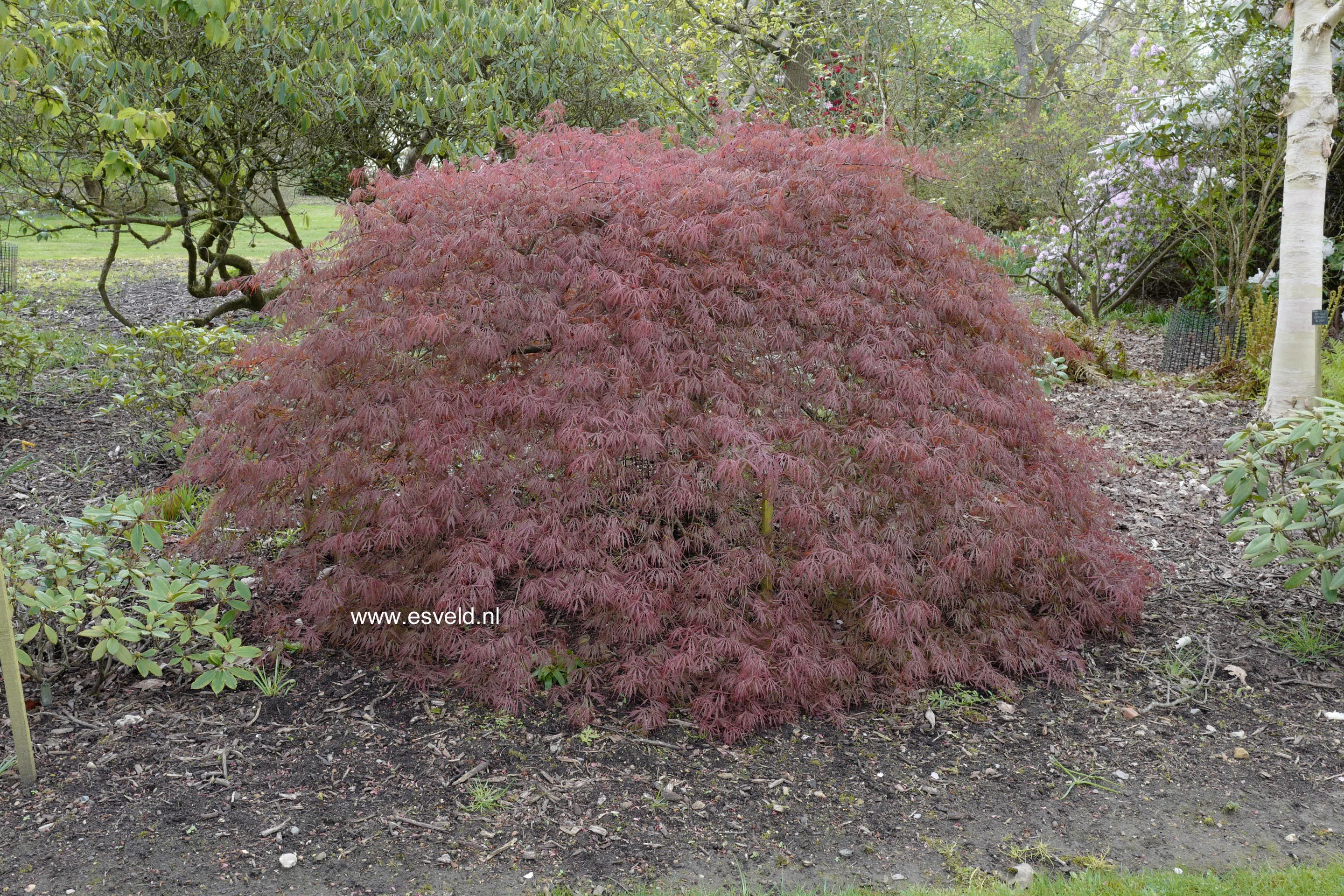 Acer palmatum 'Tamuke-yama'