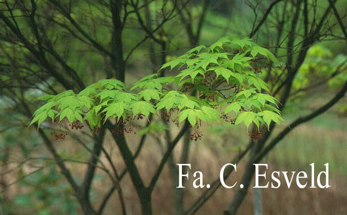 Acer palmatum 'Tatsuta'