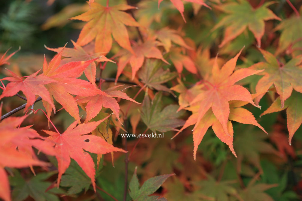 Acer palmatum 'Tsukubane'