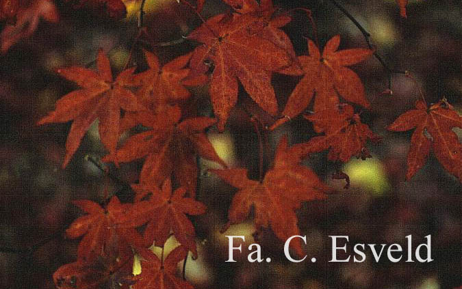 Acer palmatum 'Tsukushi-gata'