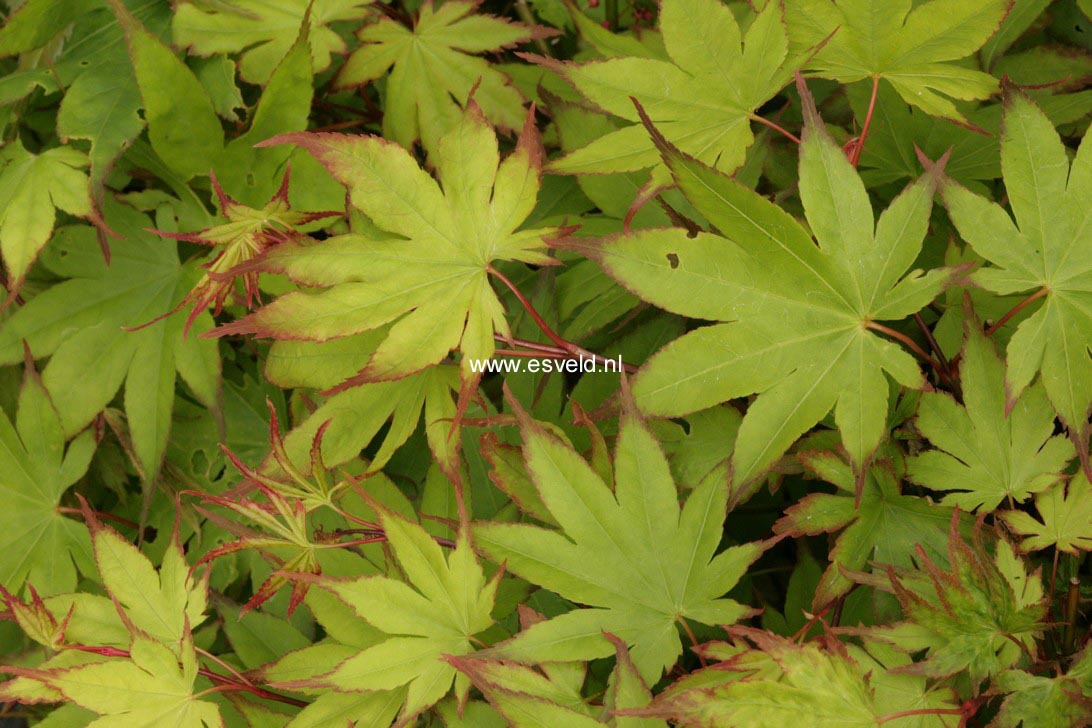 Acer palmatum 'Tsuma-beni'