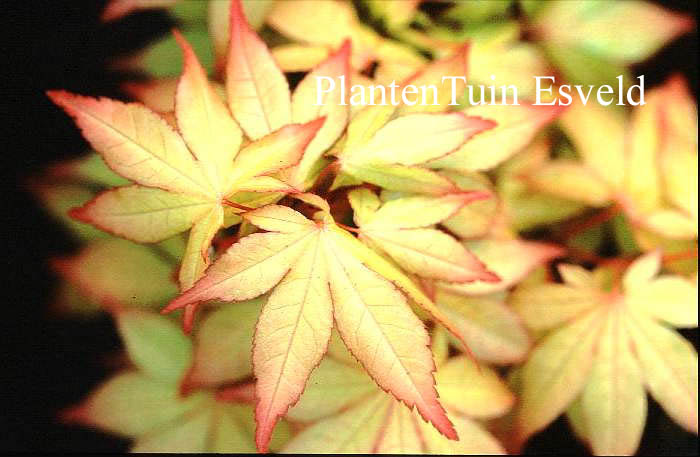 Acer palmatum 'Usu-midori'