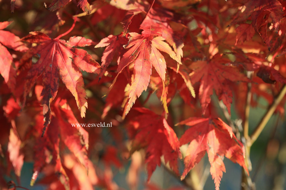 Acer palmatum 'Volubile'