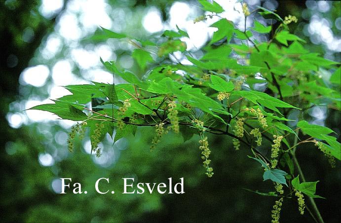 Acer pectinatum ssp. forrestii