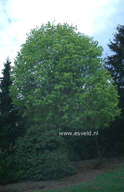 Acer platanoides 'Almira'