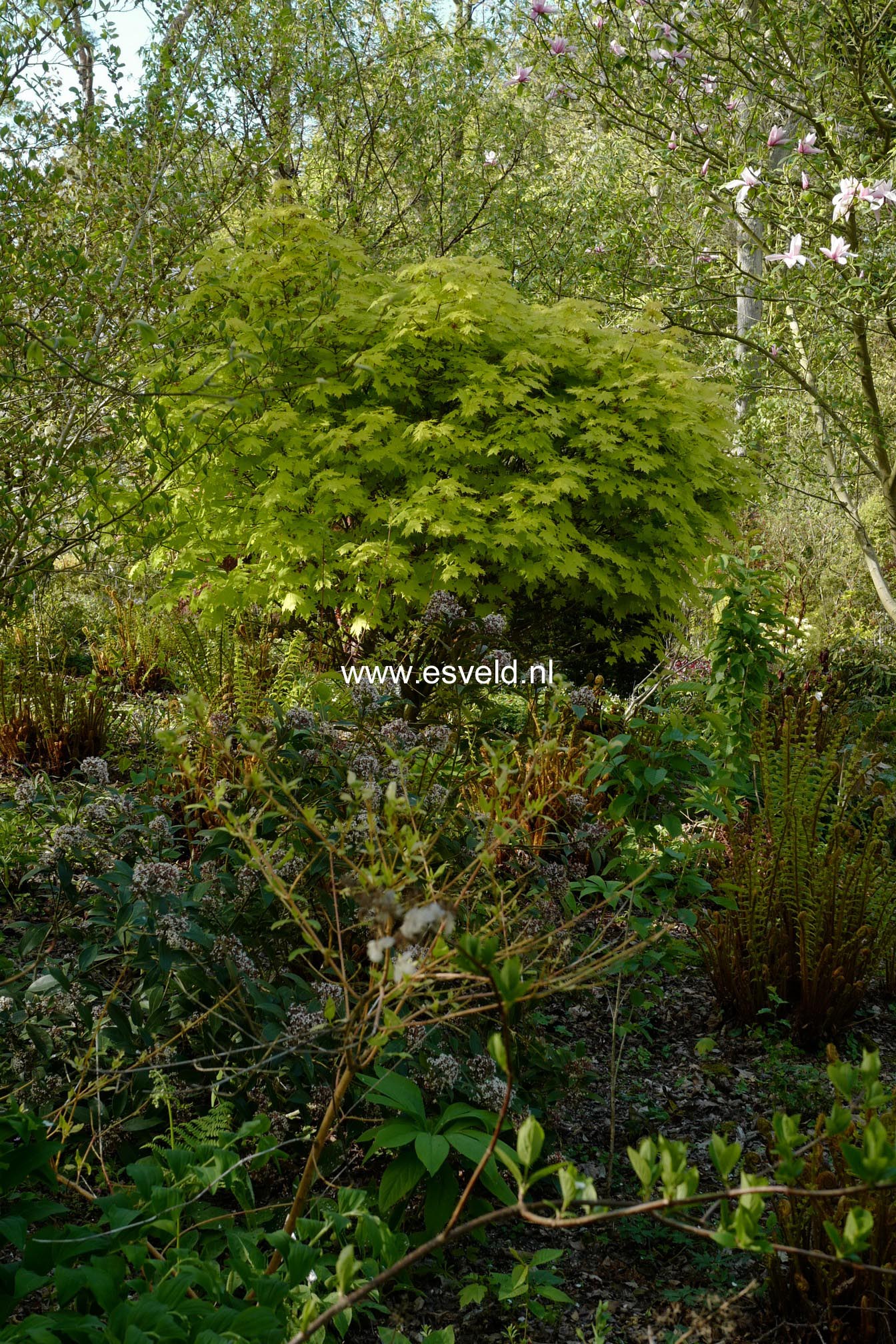 Acer platanoides 'Golden Globe'