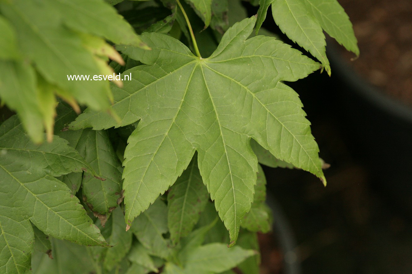 Acer robustum