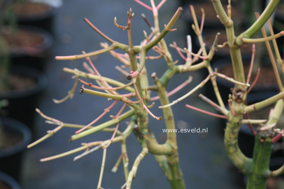 Acer rubescens 'Tickled Pink'