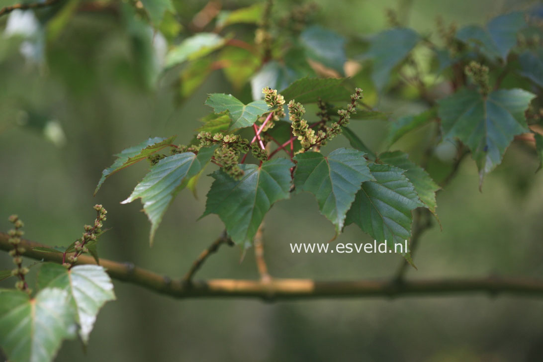 Acer rubescens