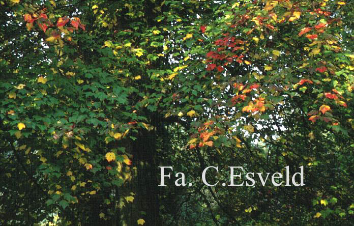 Acer rubrum 'Schlesingeri'