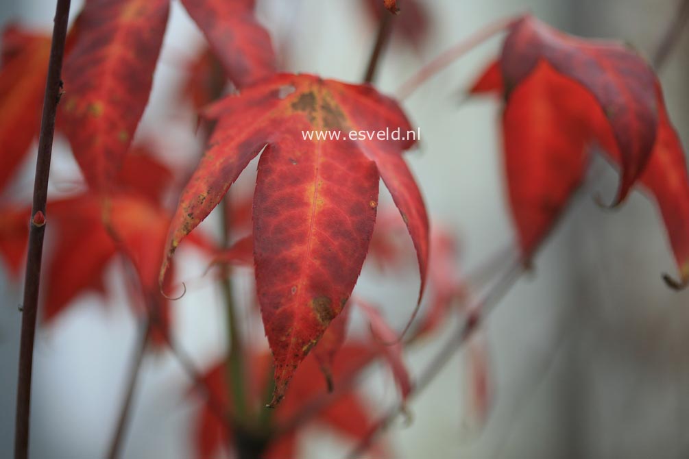 Acer schneiderianum
