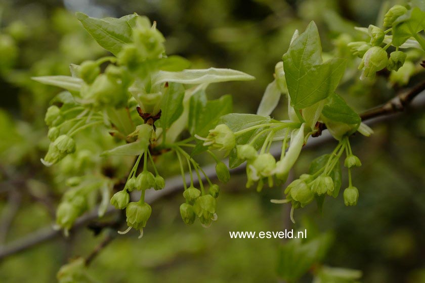 Acer sempervirens
