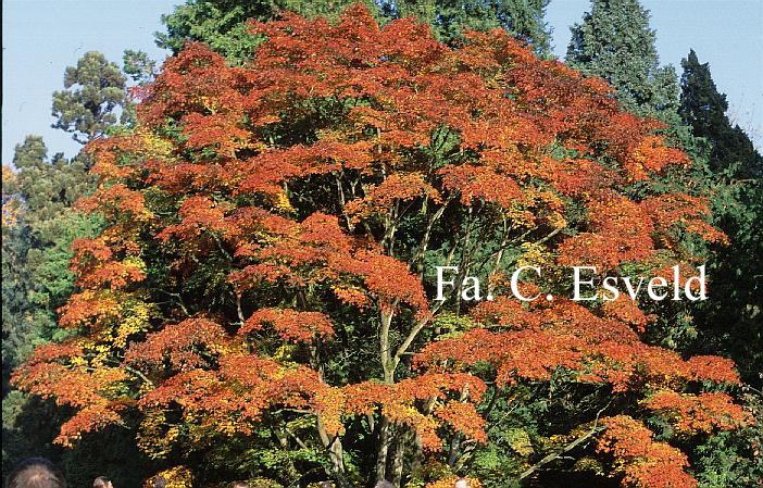 Acer shirasawanum 'Palmatifolium'