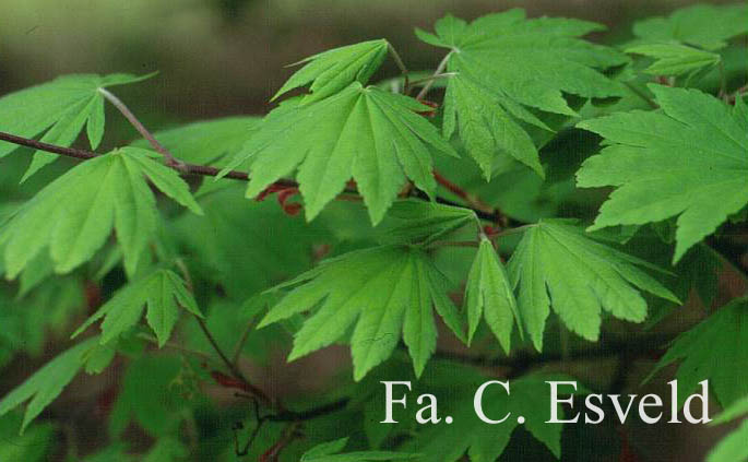 Acer sieboldianum 'Kinu-gasa-yama'