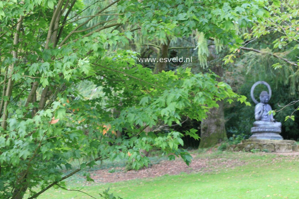 Acer sinopurpurascens