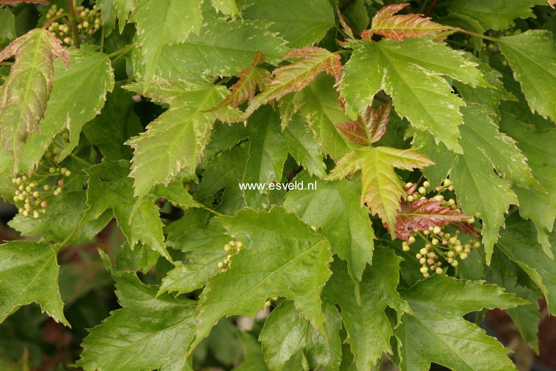Acer tataricum 'Emerald Elf'