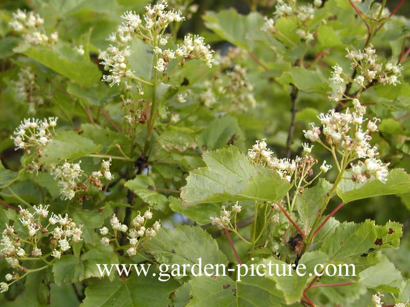 Acer tataricum