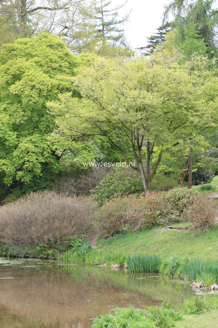 Acer truncatum 'Akikaze-nishiki'