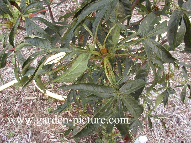 Aesculus hippocastanum 'Digitata'