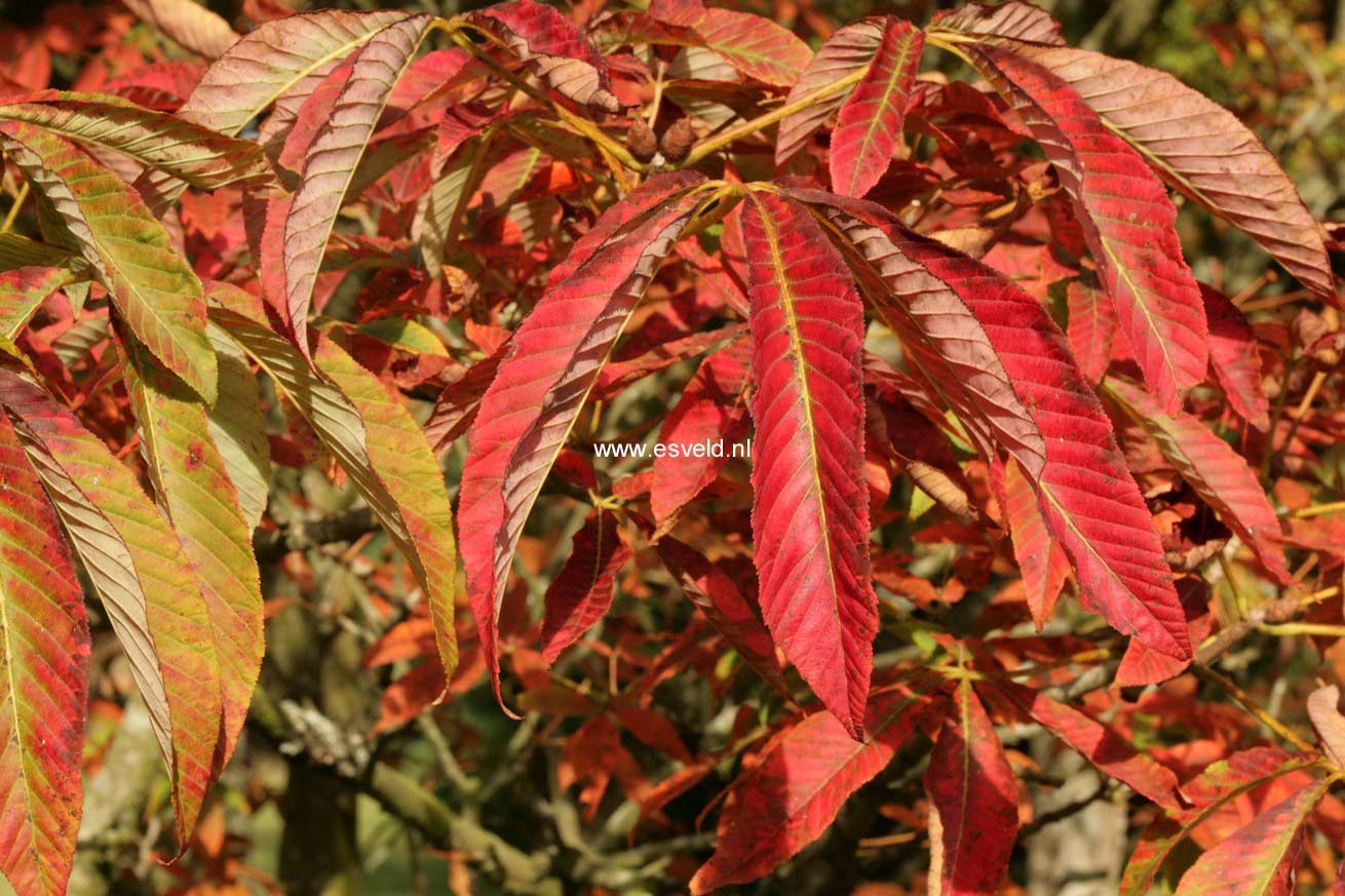 Aesculus sylvatica