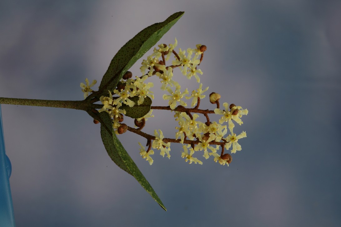 Aextoxicon punctatum