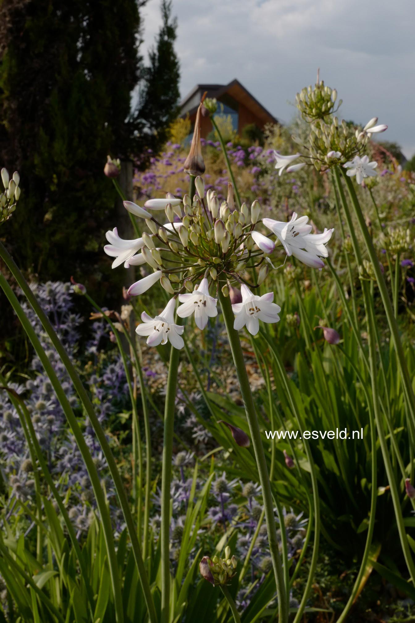 Agapanthus africanus 'Albidus'