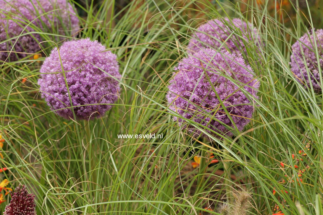 Allium 'Ambassador'
