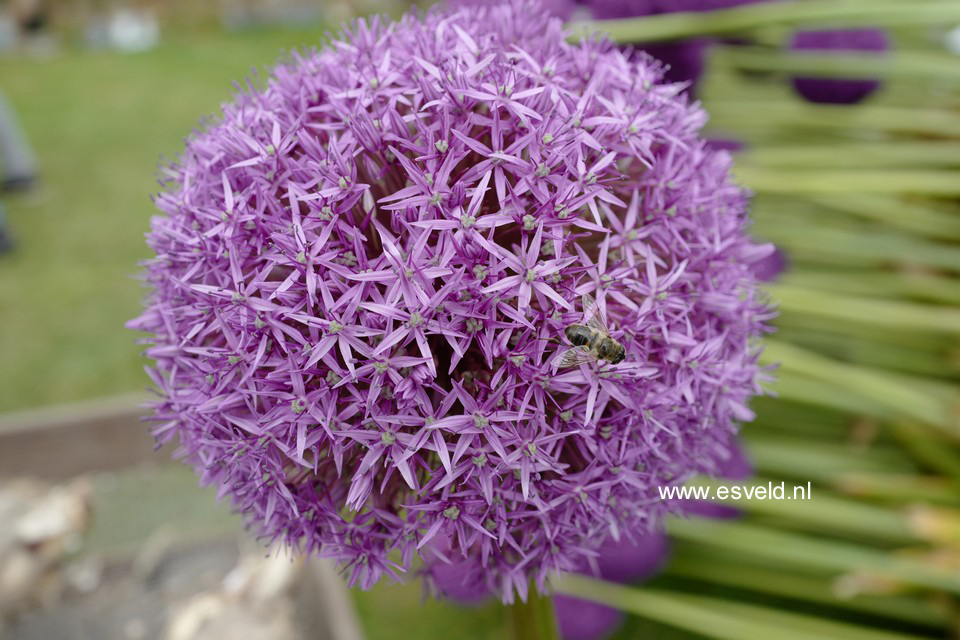 Allium 'Globemaster'
