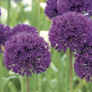 Allium 'Purple Sensation'