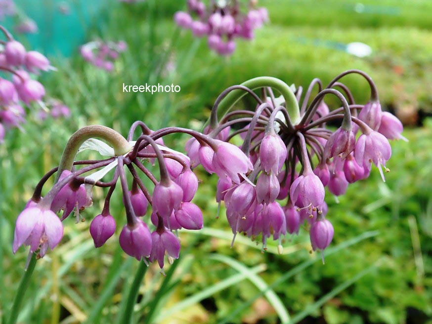 Allium cernuum