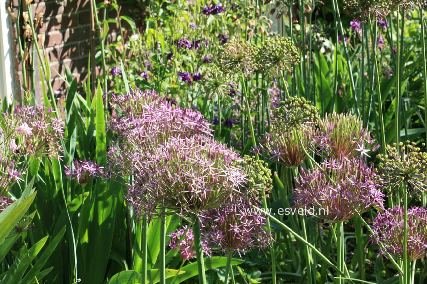 Allium christophii