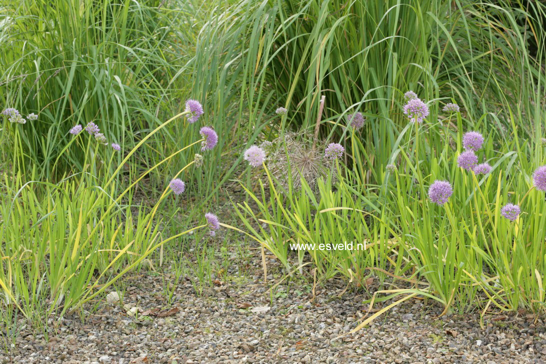 Allium senescens
