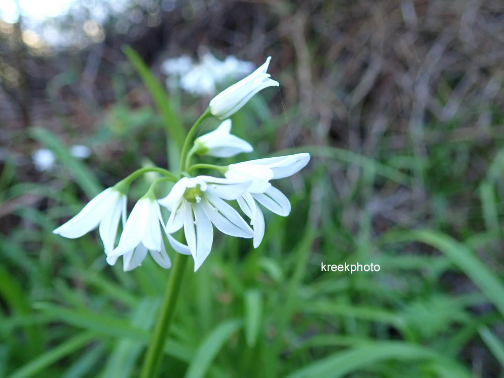 Allium triquetrum