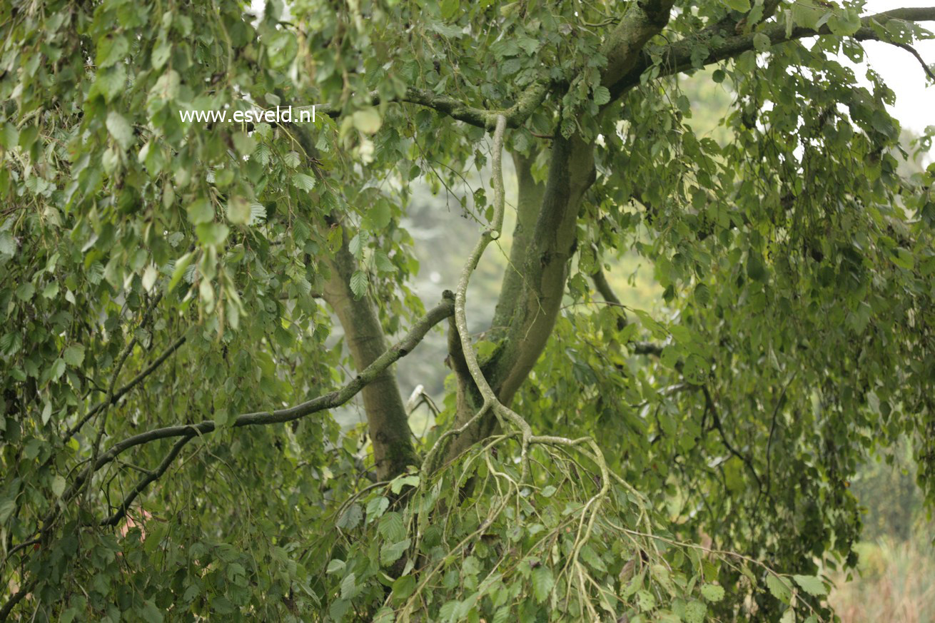Alnus incana 'Pendula'