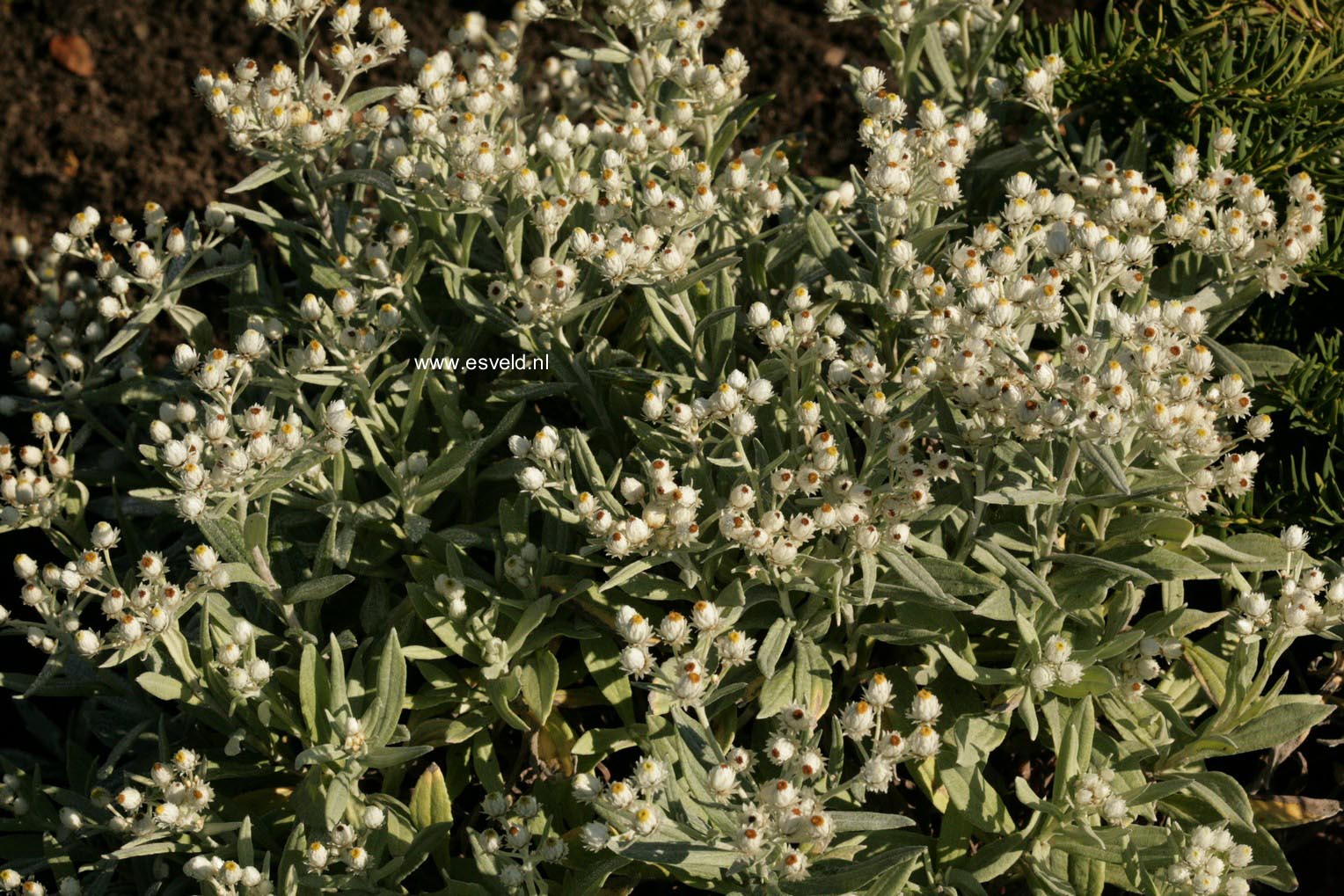 Anaphalis triplinervis 'Sommerschnee'