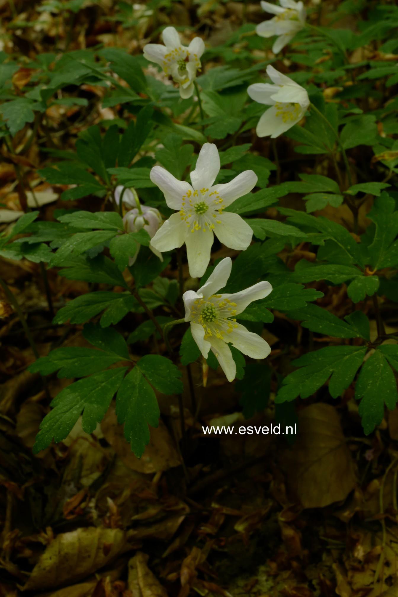 Anemone sylvestris