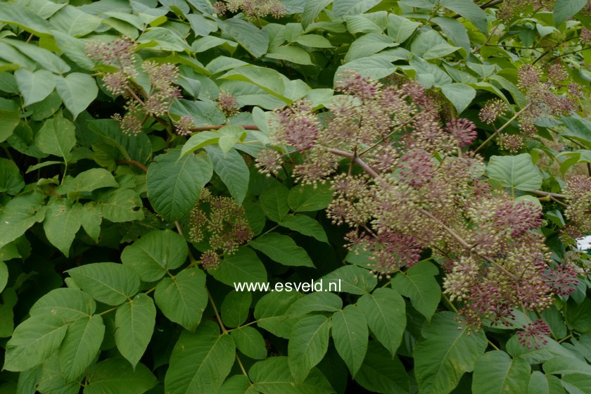 Aralia continentalis