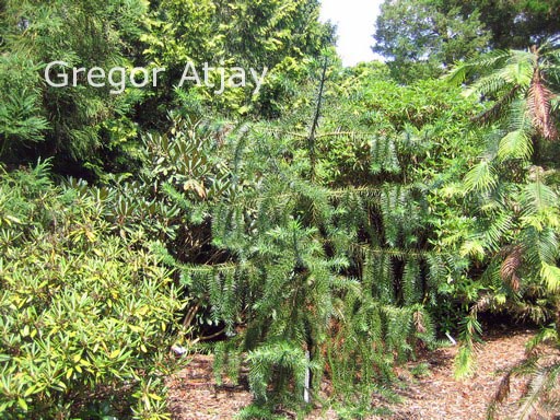 Araucaria angustifolia
