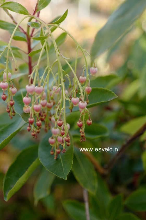 Arbutus 'Marina'