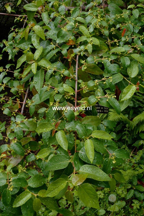 Aristotelia chilensis